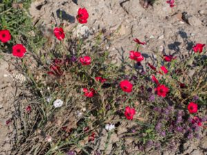 Linum grandiflorum - Flowering Flax - Blomsterlin