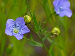 Linum usitatissimum - Flax - Lin