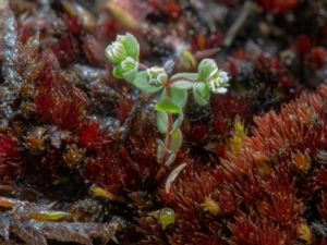 Radiola linoides - Allseed - Dvärglin