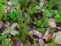 Huperzia selago ssp. selago Abisko turiststation, Kiruna, Torne lappmark, Lappland, Sweden 20150707_0868