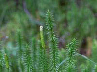 Lycopodium annotinum ssp. annotinum Fattigkärr 600 m NO Stenkilstorp, Höör, Skåne, Sweden 20210801_0004