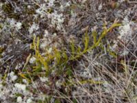 Lycopodium clavatum monostachyon Denali Highway, Alaska, USA 20140627_0408