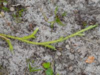 Lycopodium clavatum ssp. clavatum Sandhammaren, Ystad, Skåne, Sweden 20160727_0072