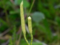 Lycopodium clavatum ssp. clavatum Sandhammaren, Ystad, Skåne, Sweden 20160727_0078