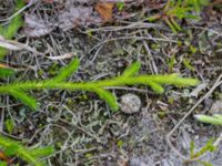 Lycopodium clavatum ssp. clavatum Sandhammaren, Ystad, Skåne, Sweden 20160727_0081