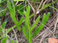 Lycopodium clavatum ssp. clavatum Sandhammaren, Ystad, Skåne, Sweden 20160727_0082