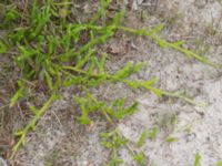 Lycopodium clavatum ssp. clavatum Sandhammaren, Ystad, Skåne, Sweden 20160727_0083