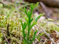 Lycopodium complanatum ssp. complanatum Korokatorpet 350 m NV, Osby, Skåne, Sweden 20240702_0123