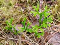 Lycopodium complanatum ssp. complanatum Korokatorpet 350 m NV, Osby, Skåne, Sweden 20240702_0127