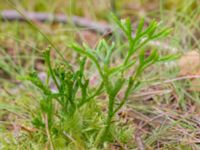 Lycopodium complanatum ssp. complanatum Korokatorpet 350 m NV, Osby, Skåne, Sweden 20240702_0130