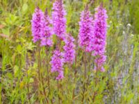 Lythrum salicaria Kärråkra, Hässleholm, Skåne, Sweden 20240702_0070