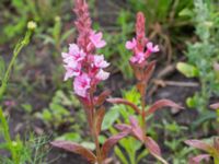 Lythrum salicaria Kärråkra, Hässleholm, Skåne, Sweden 20240702_0076