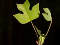 Liriodendron tulipifera Drottningtorp, V Ljungby, Kristianstad, Skåne, Sweden 20190501_0169