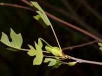 Liriodendron tulipifera Drottningtorp, V Ljungby, Kristianstad, Skåne, Sweden 20190501_0176