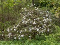 Magnolia stellata Värsjönäs, Örkelljunga, Skåne, Sweden 20210523_0002