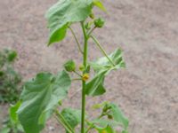 Abutilon theophrasti NNO pumphuset, Husie mosse, Malmö, Skåne, Sweden 20220831_0053