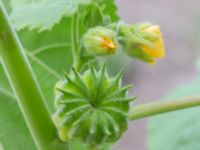 Abutilon theophrasti NNO pumphuset, Husie mosse, Malmö, Skåne, Sweden 20220831_0054