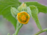 Abutilon theophrasti NNO pumphuset, Husie mosse, Malmö, Skåne, Sweden 20220831_0056