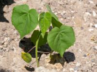 Abutilon theophrasti Oljesjön, Norra hamnen, Malmö, Skåne, Sweden 20190724_0038