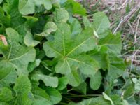 Alcea ficifolia Ribersborg, Malmö, Skåne, Sweden 20190413_0012