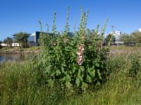 Alcea ficifolia Turbinenkanalen, Ribersborg, Malmö, Skåne, Sweden 20190622_0054