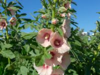 Alcea ficifolia Turbinenkanalen, Ribersborg, Malmö, Skåne, Sweden 20190622_0057