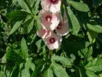 Alcea ficifolia Turbinenkanalen, Ribersborg, Malmö, Skåne, Sweden 20190622_0059