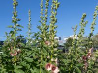 Alcea ficifolia Turbinenkanalen, Ribersborg, Malmö, Skåne, Sweden 20190622_0062