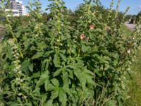 Alcea ficifolia Turbinenkanalen, Ribersborg, Malmö, Skåne, Sweden 20190622_0064