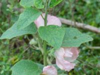 Alcea rosea Ruderatyta Åkerlund och Rausings väg, Lund, Skåne, Sweden 20231105_0025