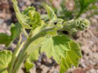 Alcea rosea Utfyllnad Oljesjön, Malmö, Skåne, Sweden 20230603_0131