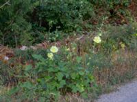 Alcea rugosa Brostorp, Glömminge, Mörbylånga, Öland, Sweden 20180808_0131