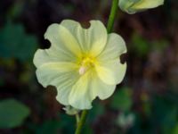 Alcea rugosa Brostorp, Glömminge, Mörbylånga, Öland, Sweden 20180808_0134