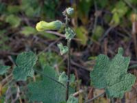 Alcea rugosa Brostorp, Glömminge, Mörbylånga, Öland, Sweden 20180808_0138