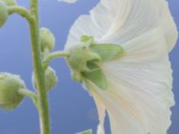 Alcea rugosa Kanalen Exercisgatan, Malmö, Skåne, Sweden 20220720_0005