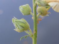 Alcea rugosa Kanalen Exercisgatan, Malmö, Skåne, Sweden 20220720_0006