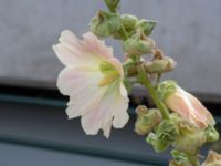 Alcea rugosa Kanalen World Trade Center, Malmö, Skåne, Sweden 20220802_0217