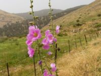 Alcea setosa Mount Gilboa, Israel 2013-03-31 341