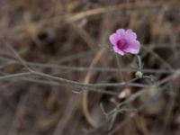 Althaea cannabina Balaklava, Crimea, Russia 20150914_0221