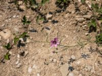 Althaea cannabina Cetina River, Zadvarje, Croatia 20170807_1937