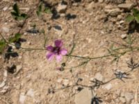 Althaea cannabina Cetina River, Zadvarje, Croatia 20170807_1938