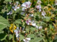 Althaea officinalis Hagstorpsgatan, Kirseberg, Malmö, Sweden 20190724_0046