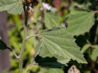 Althaea officinalis Hagstorpsgatan, Kirseberg, Malmö, Sweden 20190724_0048