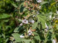 Althaea officinalis Hagstorpsgatan, Kirseberg, Malmö, Sweden 20190724_0049