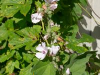 Althaea officinalis Karlarp 1-124, Tjörnarp, Höör, Skåne, Sweden 20230916_0082