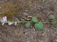 Althaea officinalis Kobbvägen, Kastlösa, Mörbylånga, Öland, Sweden 20180810_0210