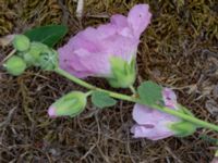 Althaea officinalis Kobbvägen, Kastlösa, Mörbylånga, Öland, Sweden 20180810_0211