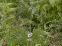 Althaea officinalis Ulricedal, Malmö, Skåne, Sweden 20210727_0144