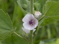 Althaea officinalis Ulricedal, Malmö, Skåne, Sweden 20210727_0145