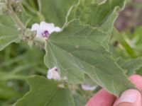 Althaea officinalis Ulricedal, Malmö, Skåne, Sweden 20210727_0146